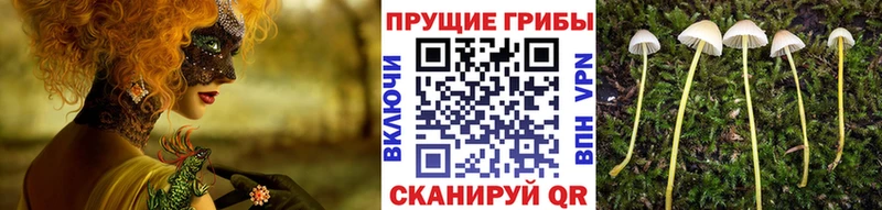 omg ТОР  Архангельск  Псилоцибиновые грибы MAGIC MUSHROOMS  где можно купить  